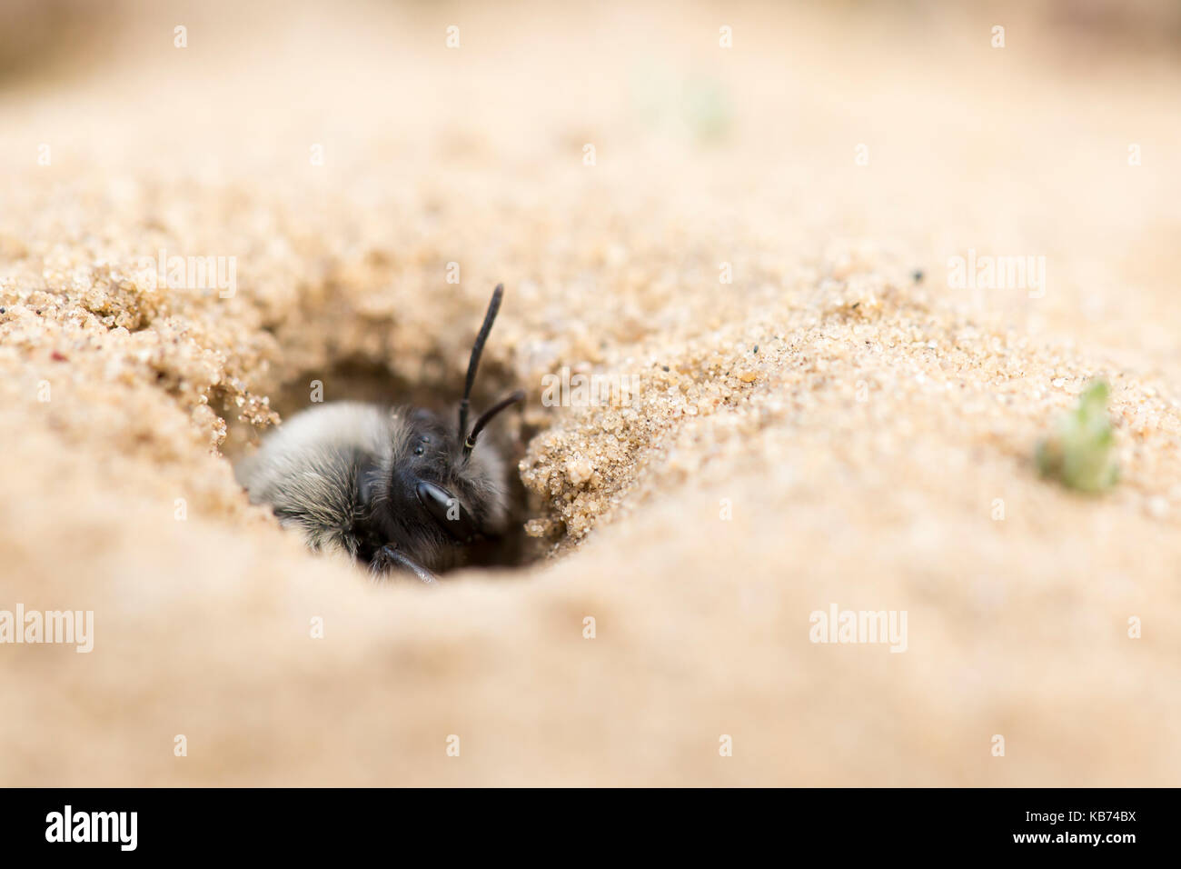 L'exploitation minière à dos gris-bee (andrena vaga) laissant nichent dans le sable, aux Pays-Bas, Drenthe, balloerveld Banque D'Images