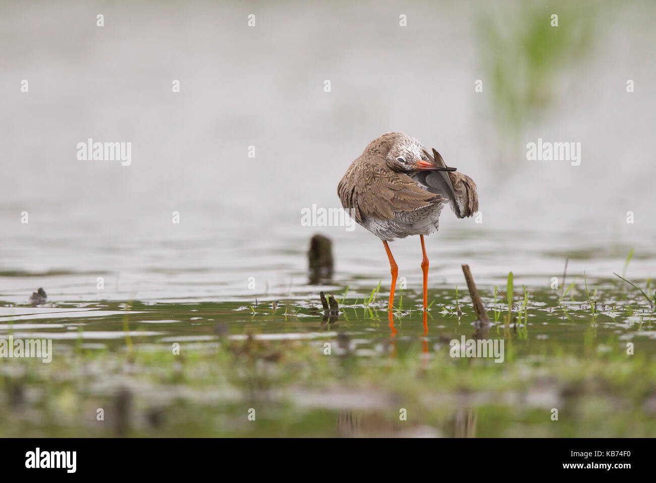 Chevalier gambette (Tringa totanus), Belgique, Flandre lissage Banque D'Images