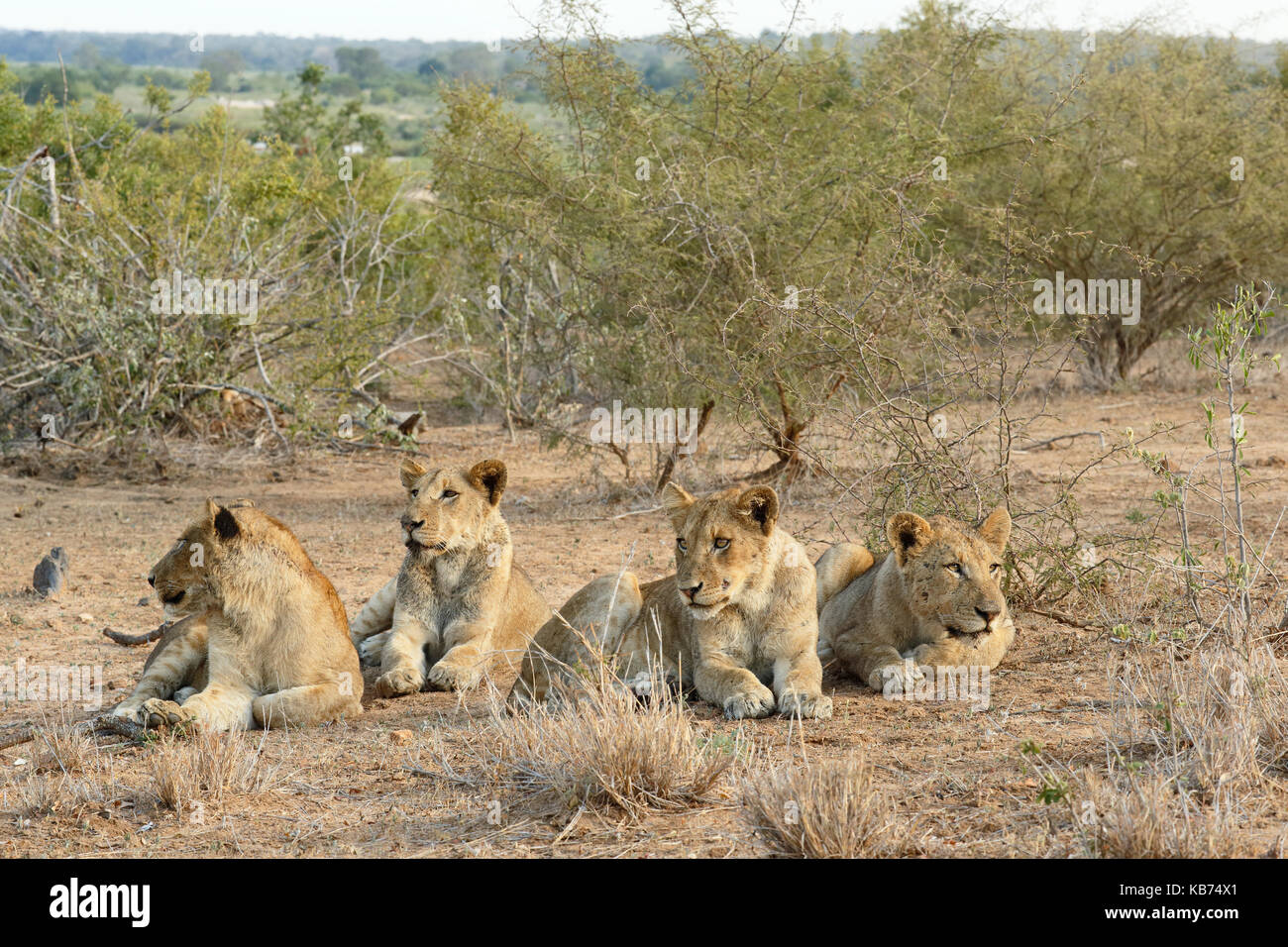 Lion (Panthera leo) sub-adultes le repos, l'Afrique du Sud, Mpumalanga, Kruger National Park Banque D'Images
