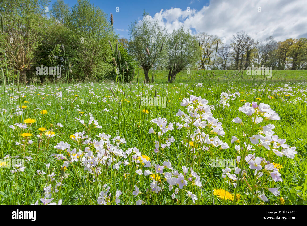 Cardamine Sp Banque d'image et photos - Alamy