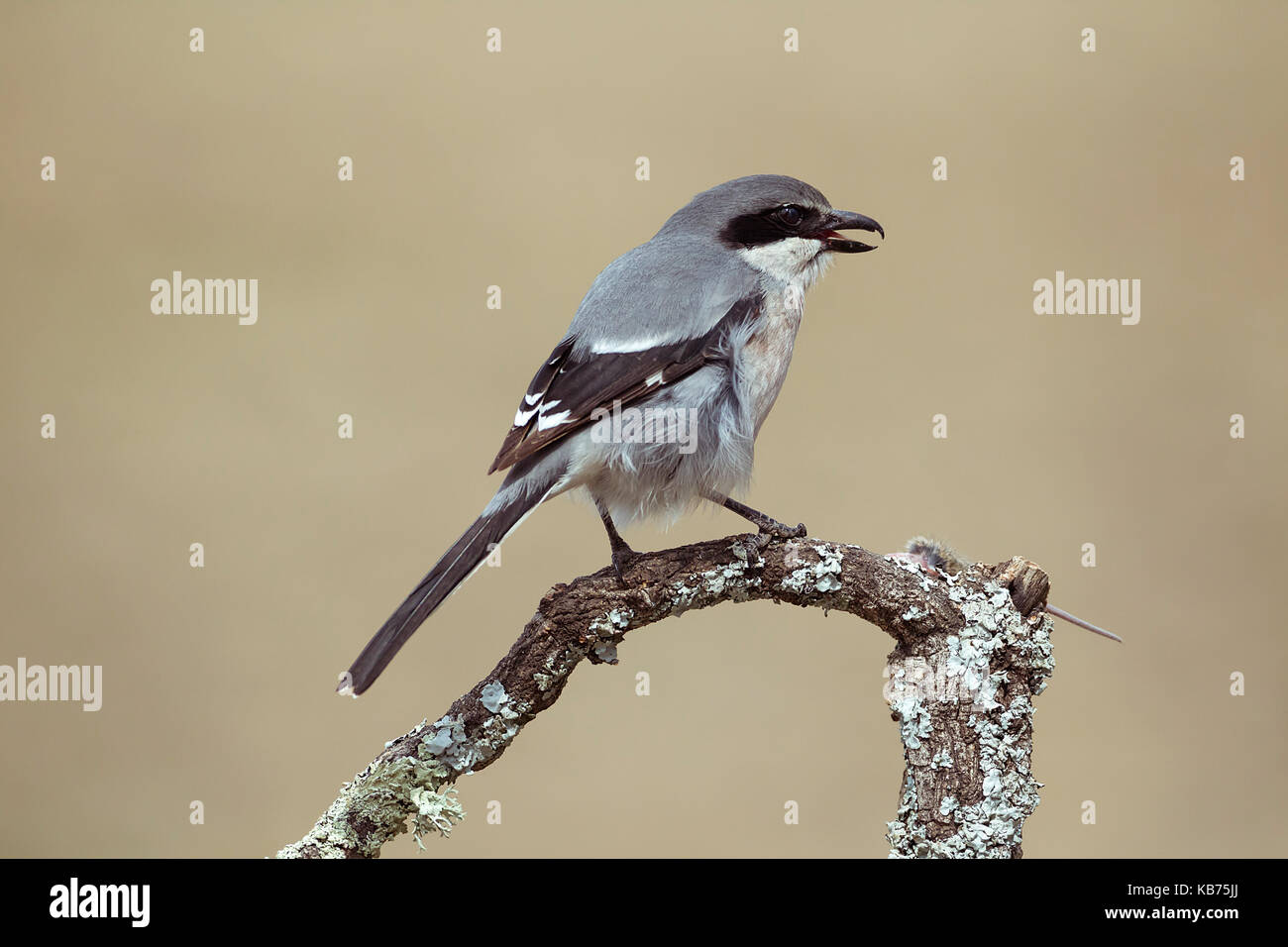 Pie-grièche méridionale (lanius meridionalis) sur une branche avec les proies, l'Espagne, l'Estrémadure, calera y chozas Banque D'Images