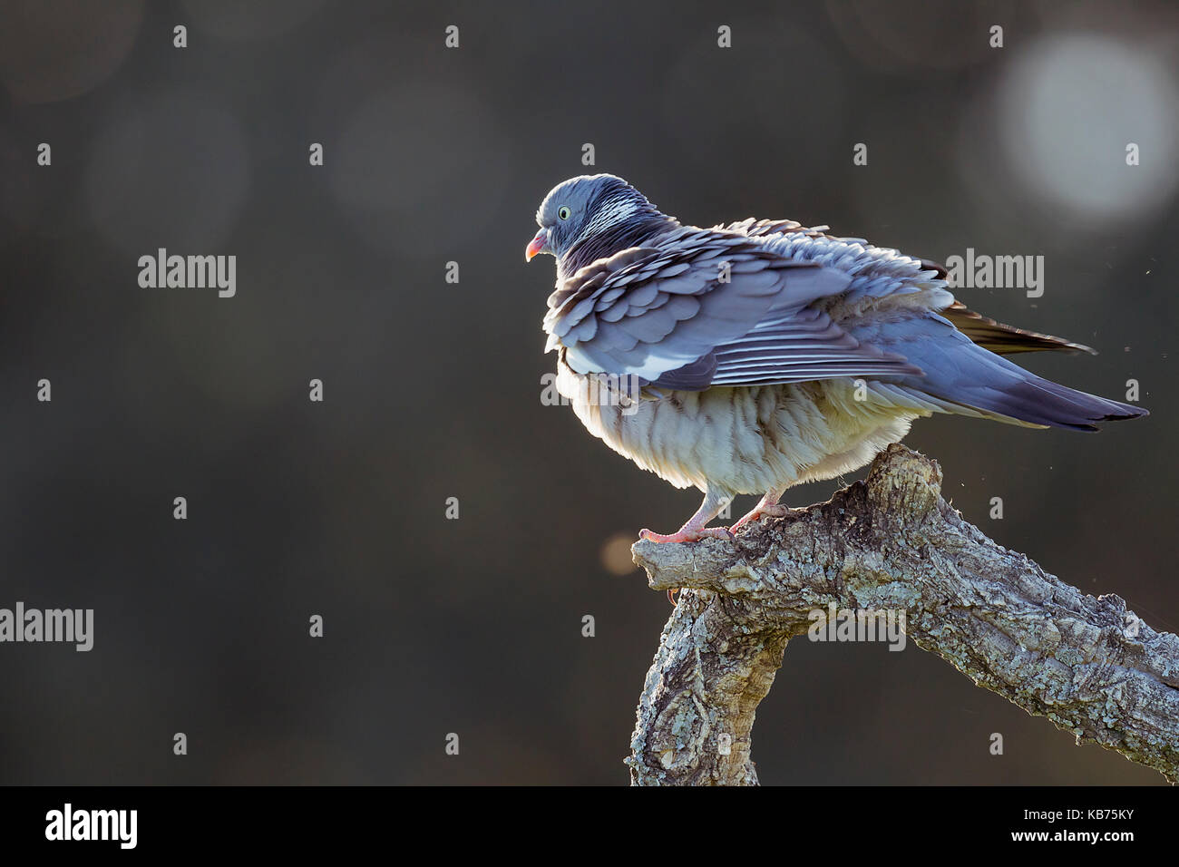 Bois commun-pigeon (Columba palumbus) le toilettage sur une branche, l'Espagne, l'Estrémadure, calera y chozas Banque D'Images