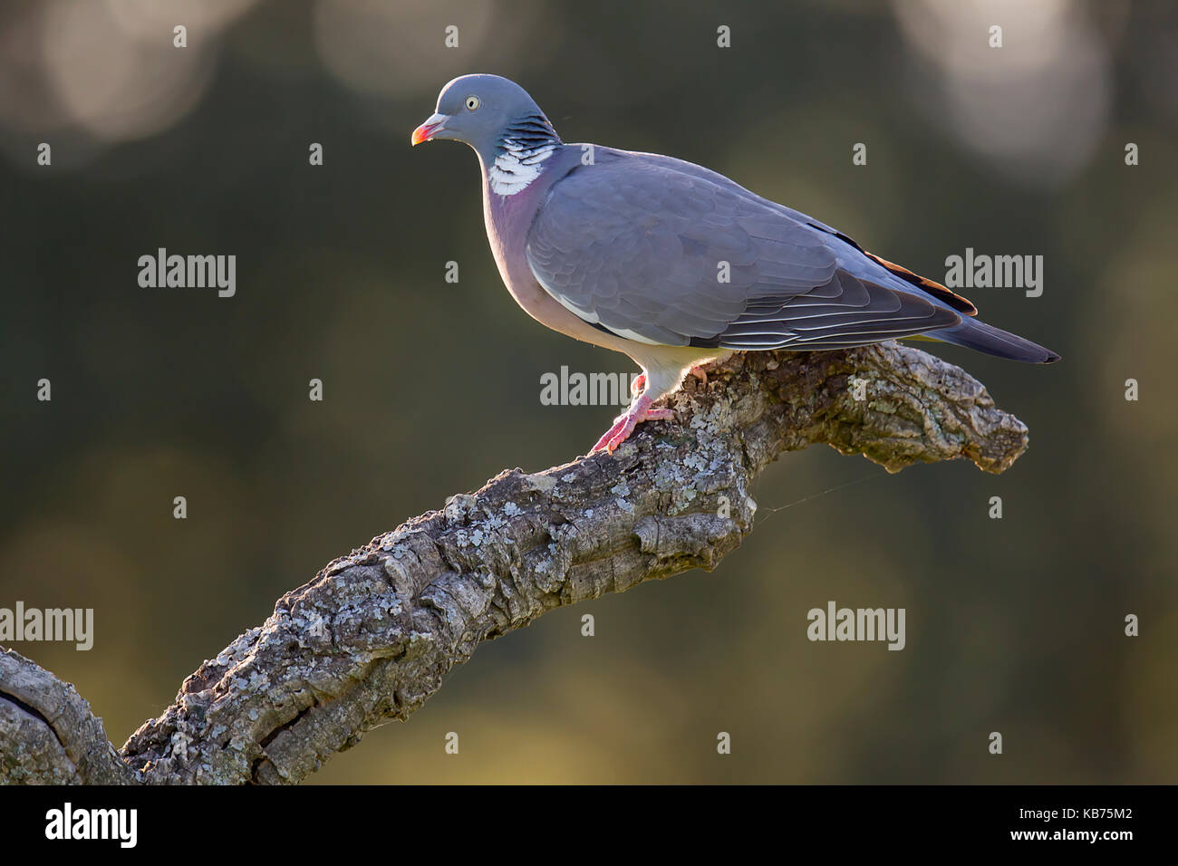 Bois commun-pigeon (Columba palumbus) sur une branche, l'Espagne, l'Estrémadure, calera y chozas Banque D'Images