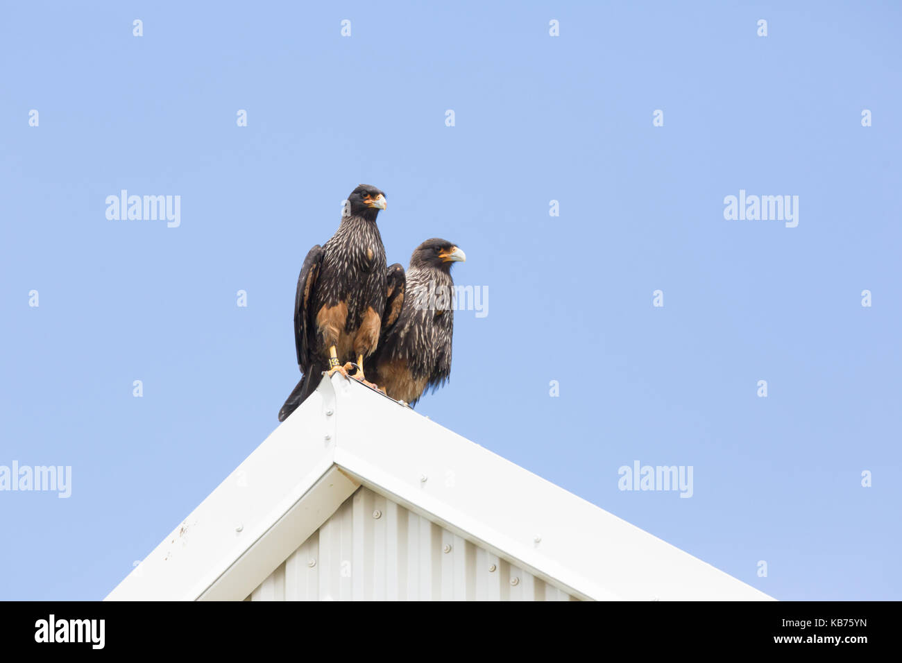 Caracara strié (phalcoboenus australis) paire sur un toit, îles Falkland, steeple jason island Banque D'Images