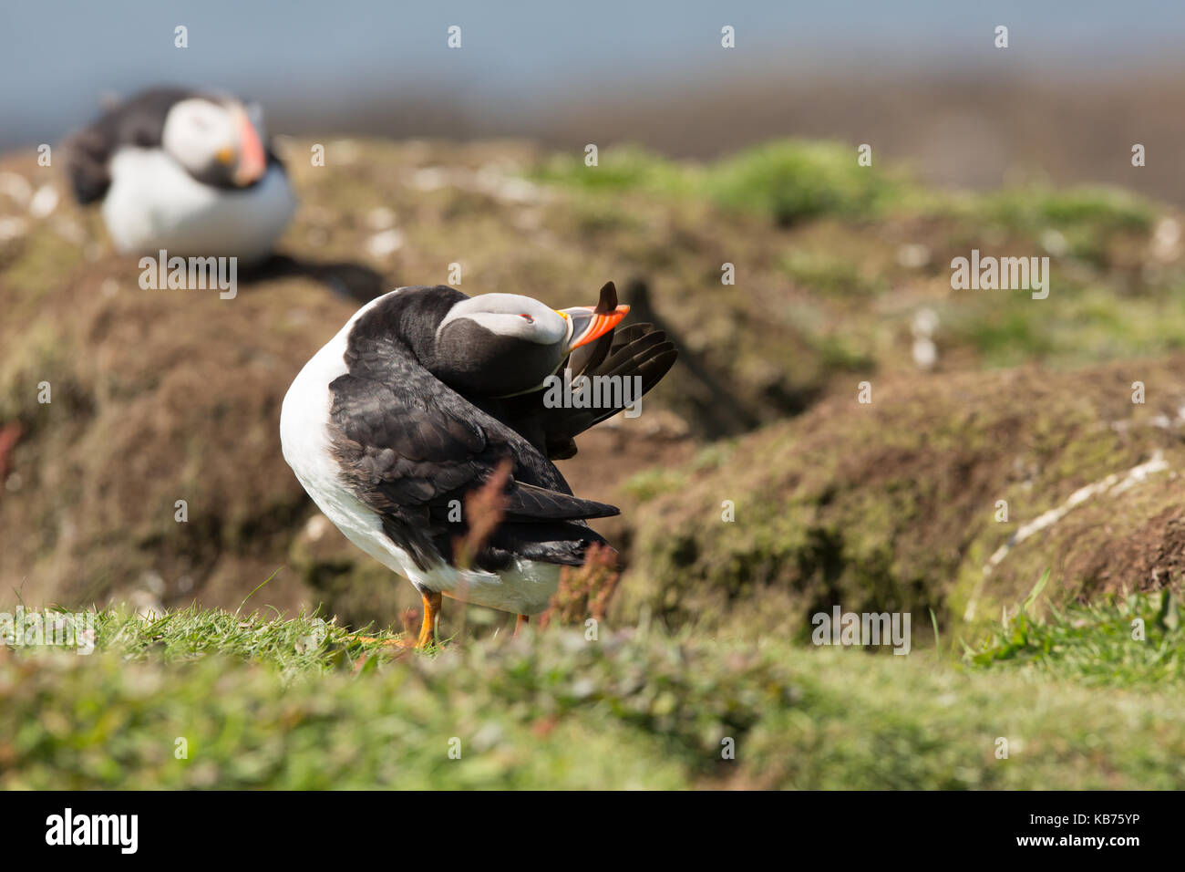 Macareux moine (Fratercula arctica) lissage lui-même, le Royaume-Uni, l'Écosse, l'île de lunga Banque D'Images