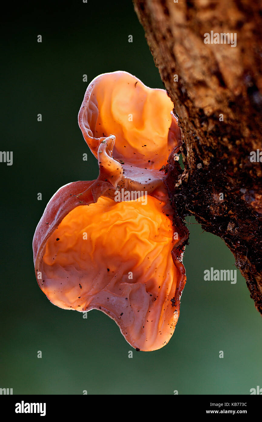 Oreille-champignon (Auricularia auricula-judae) en rétro-éclairage, les  Pays-Bas, Drenthe, uffelte Photo Stock - Alamy