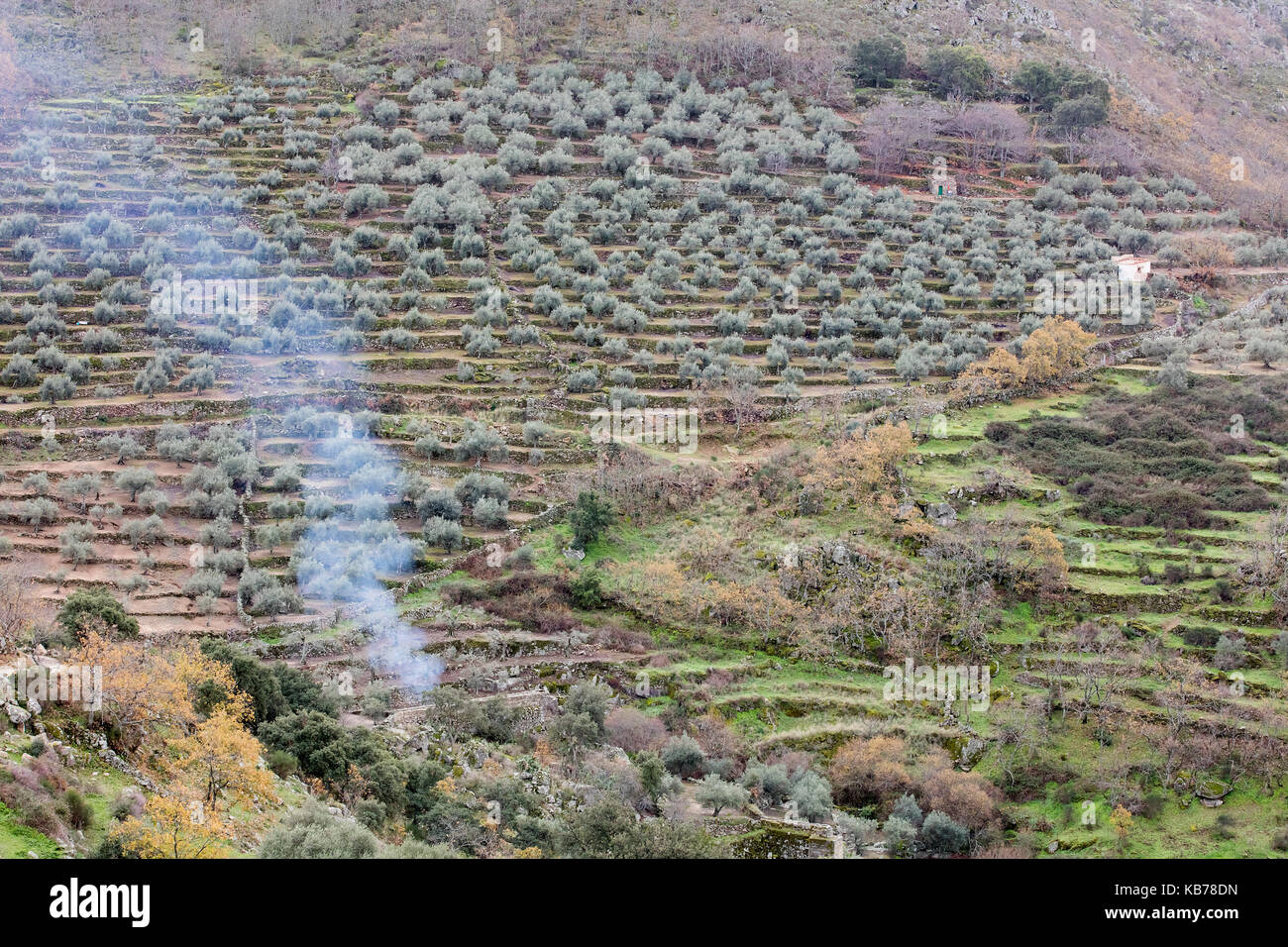 La fumée de la combustion des déchets d'élagage dans une oliveraie, l'Espagne, l'Estrémadure, montanchez Banque D'Images