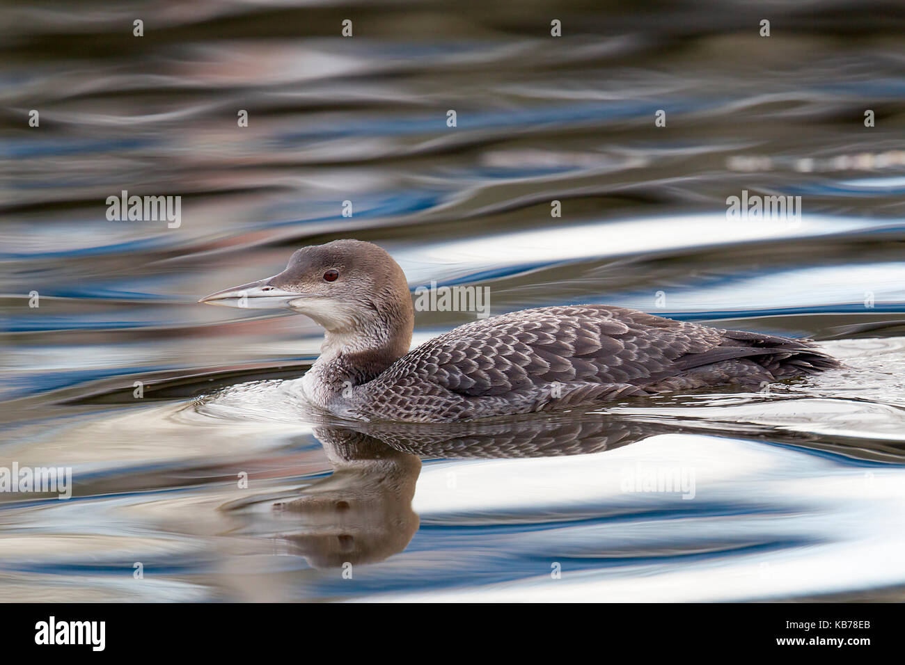 Super northren Loon (Gavia immer) Nager dans l'eau, reflétant les Pays-Bas, Zuid-holland, Den Haag, laakhaven Banque D'Images