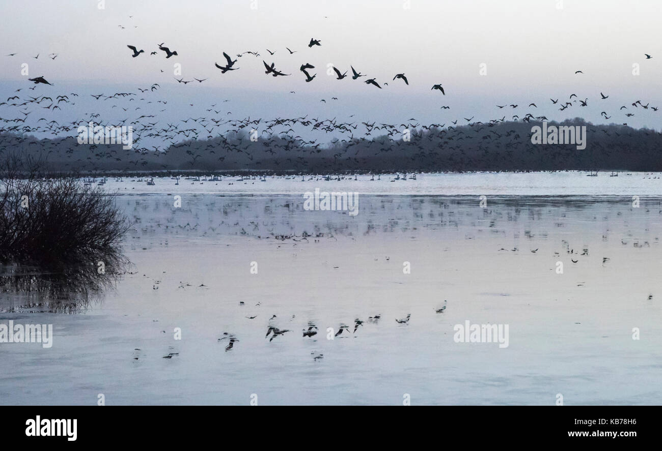 Grande bande de bean toundra oies (Anser serrirostris) à l'aube de la tourbière du lac, d'où ils ont été se reposer pour la nuit, aux Pays-Bas, Drenthe, bargerveen national park Banque D'Images