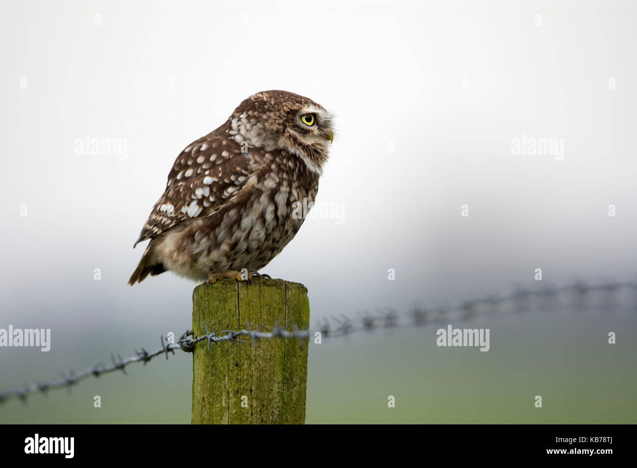 Chouette chevêche (Athene noctua) perché sur un poteau, regardant à droite, aux Pays-Bas, Gueldre Banque D'Images