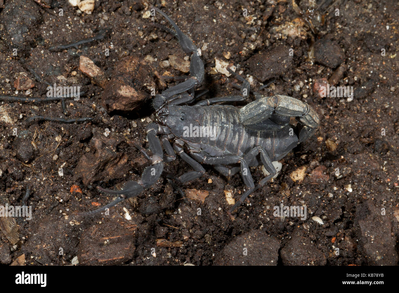 (Scorpion tityus asthenes) femmes en position défensive sur le sol forestier, Pérou Banque D'Images