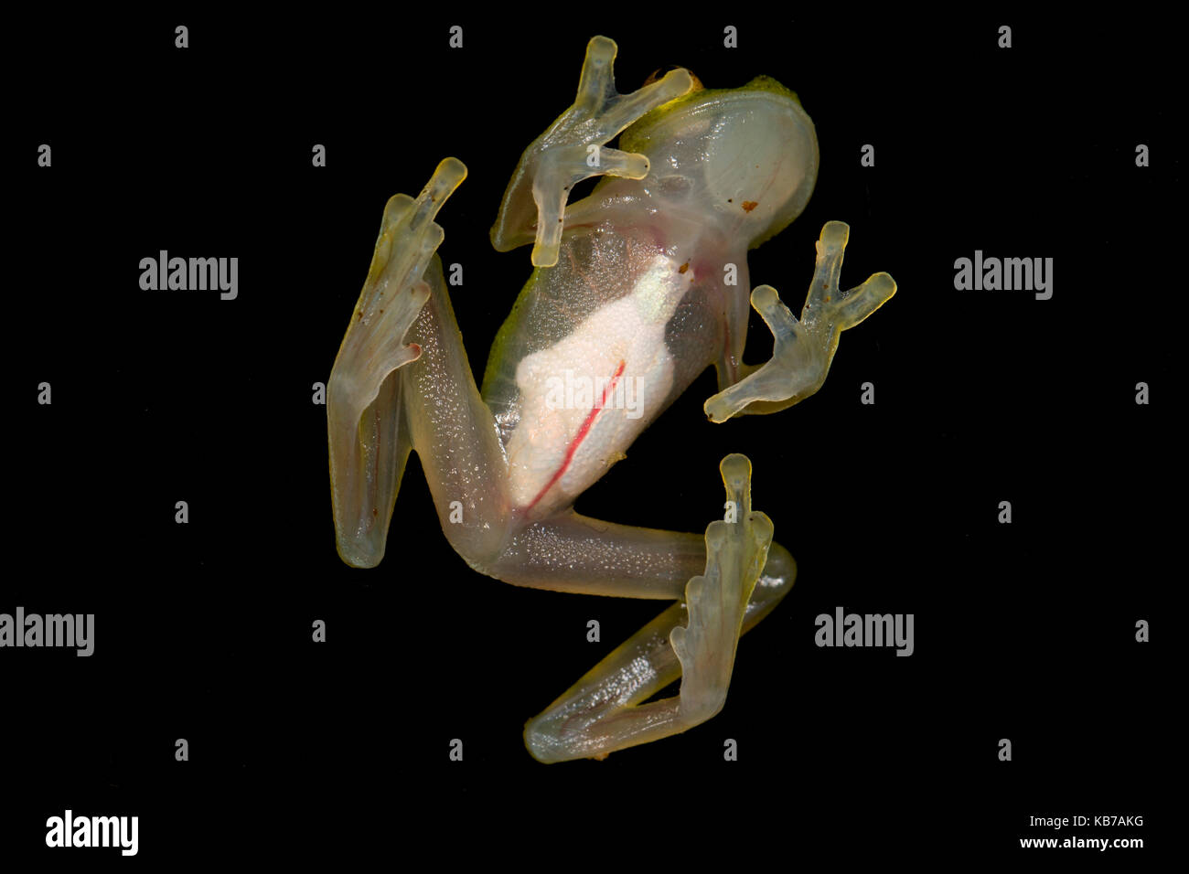 Haute Amazonie grenouille en verre (hyalinobatrachium munozorum) dessous, l'équateur, l'ONAP, san jose de payamino Banque D'Images