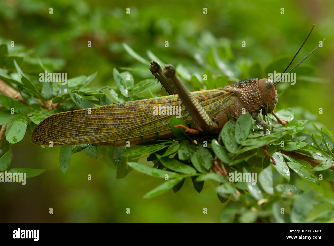 Sauterelle géante (tropidacris cristata) en attente dans un arbre, costa rica Banque D'Images