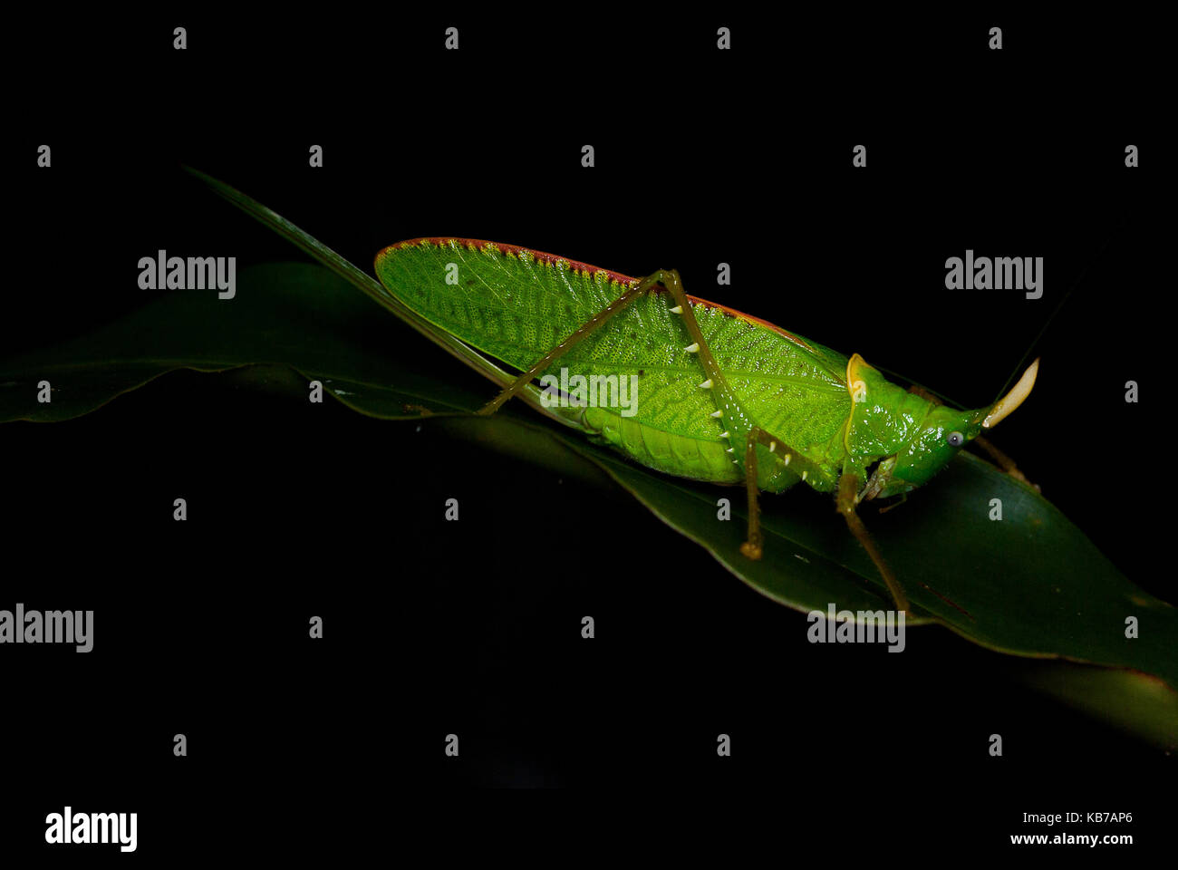 Katydid (copiphora rhinocéros rhinoceros) en attente sur une feuille, le Panama Banque D'Images