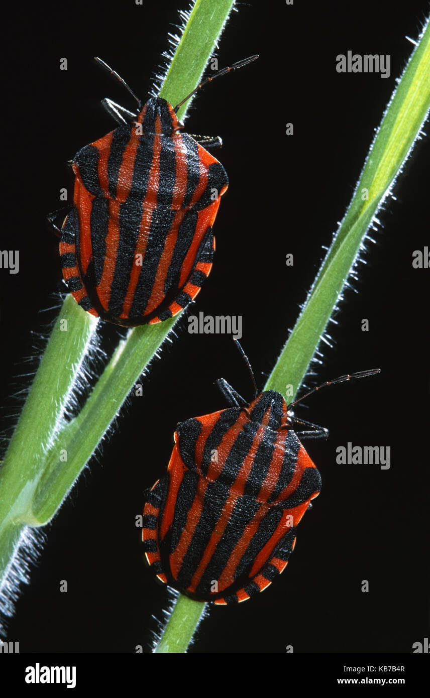 Rayé italien-bugs (Graphosoma italicum) sur une tige de la plante sur un fond noir, Belgique Banque D'Images