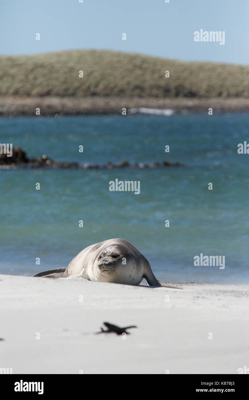 Éléphants de mer (Mirounga leonina) jeunes reposant sur plage, des îles Malouines, l'île de sea lion Banque D'Images