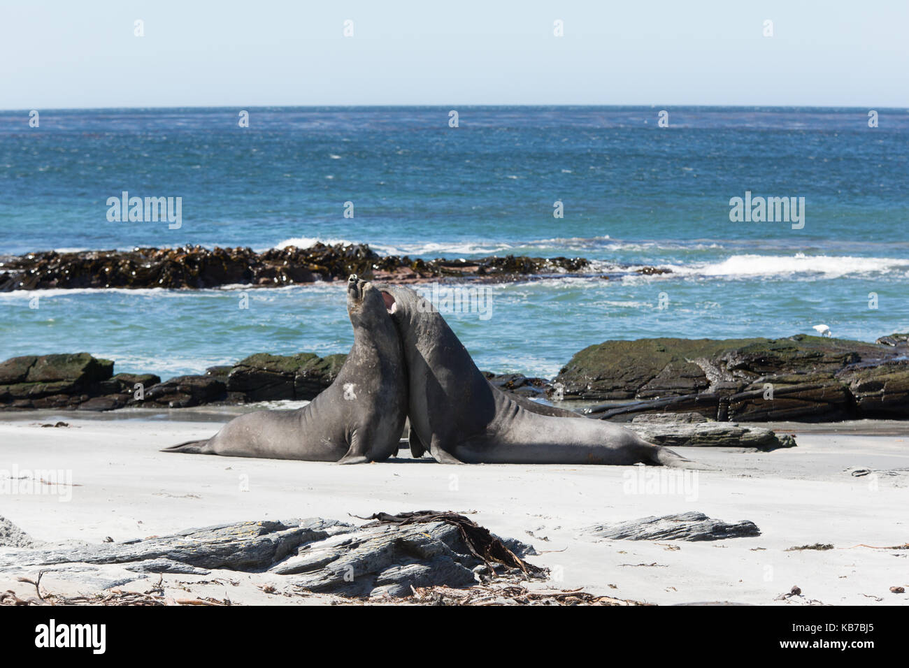 Éléphants de mer (Mirounga leonina) jeunes luttant pour la dominance sur une plage, des îles Malouines, l'île de sea lion Banque D'Images