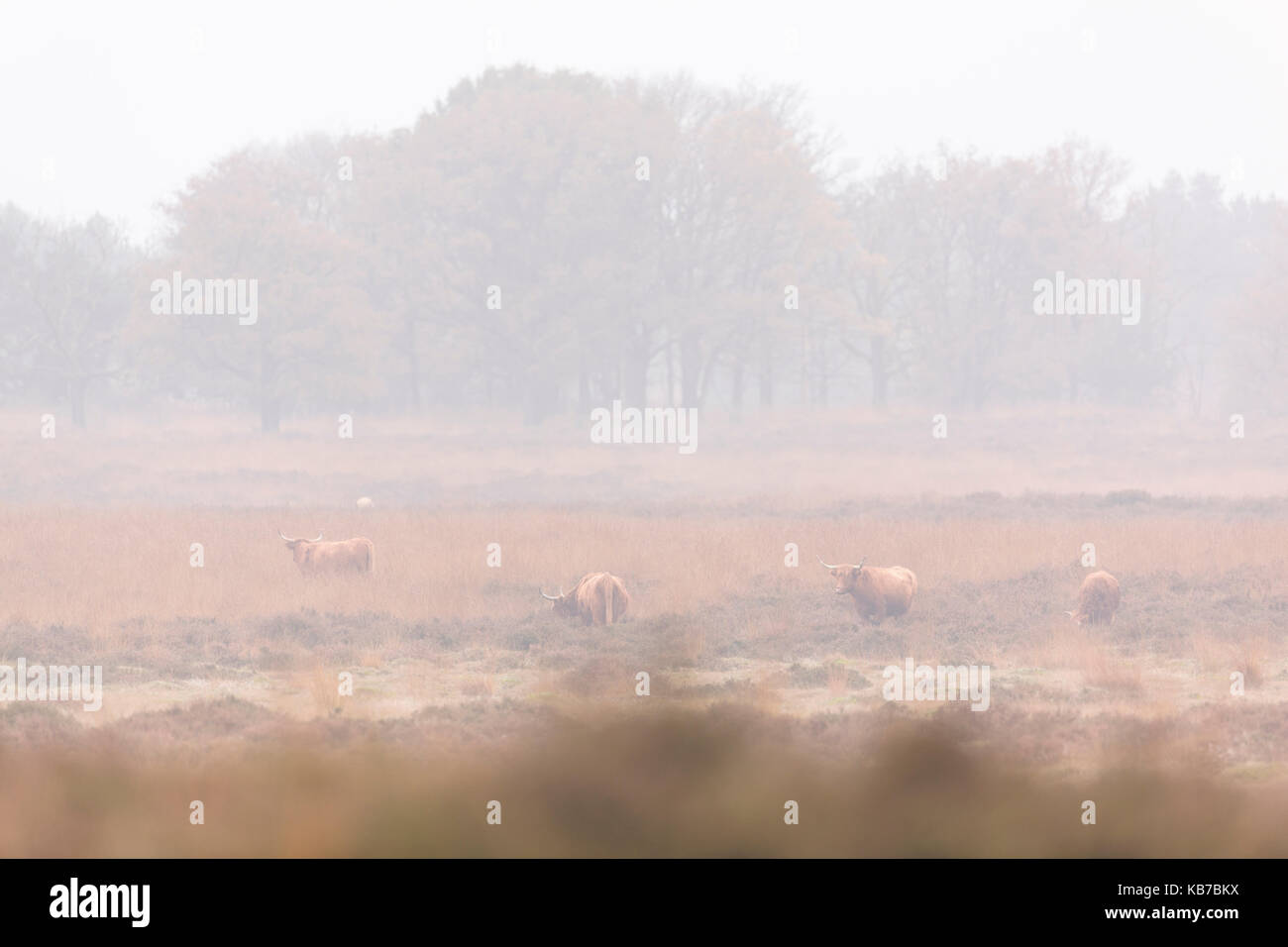 Highland cattle quatre dans une lande et une forêt en arrière-plan sur un matin brumeux, aux Pays-Bas, Gueldre, deelerwoud Banque D'Images