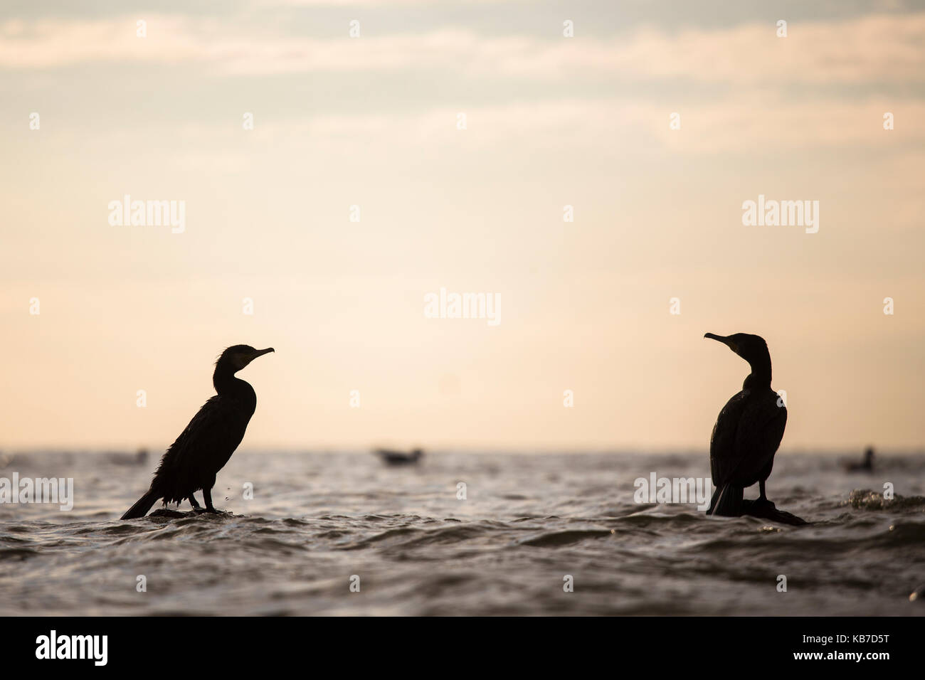 Deux grands cormorans (Phalacrocorax carbo) reposant sur des roches, de la Lituanie, Vilnius, de Courlande Banque D'Images