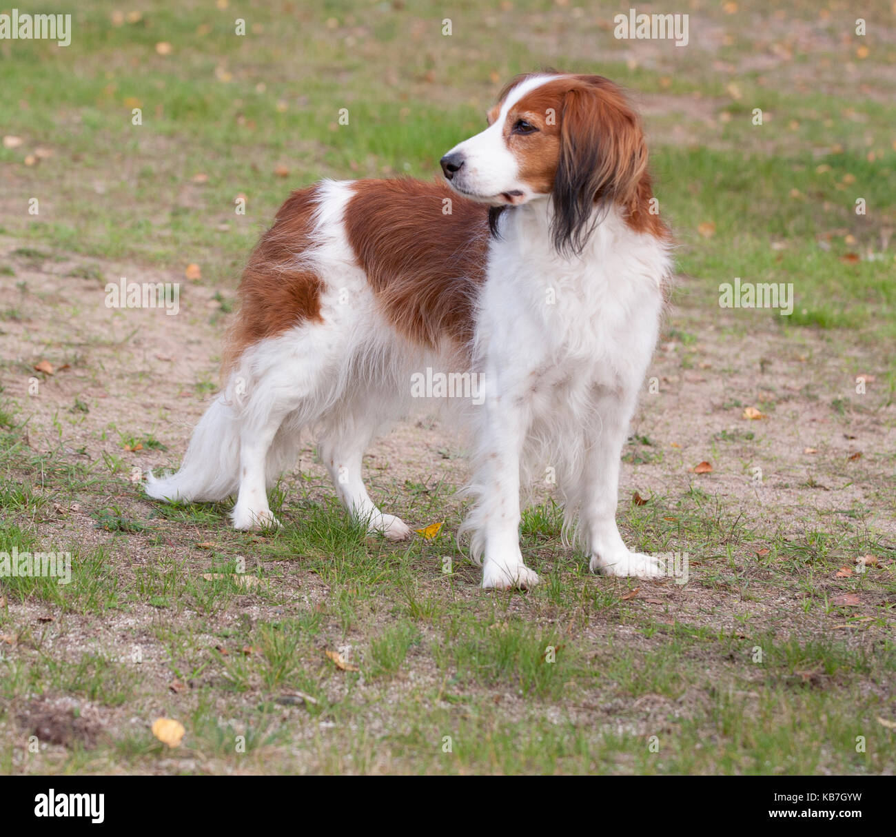 Le kooikerhondje 2017 épagneul est un type de chien d'ascendance néerlandaise Banque D'Images