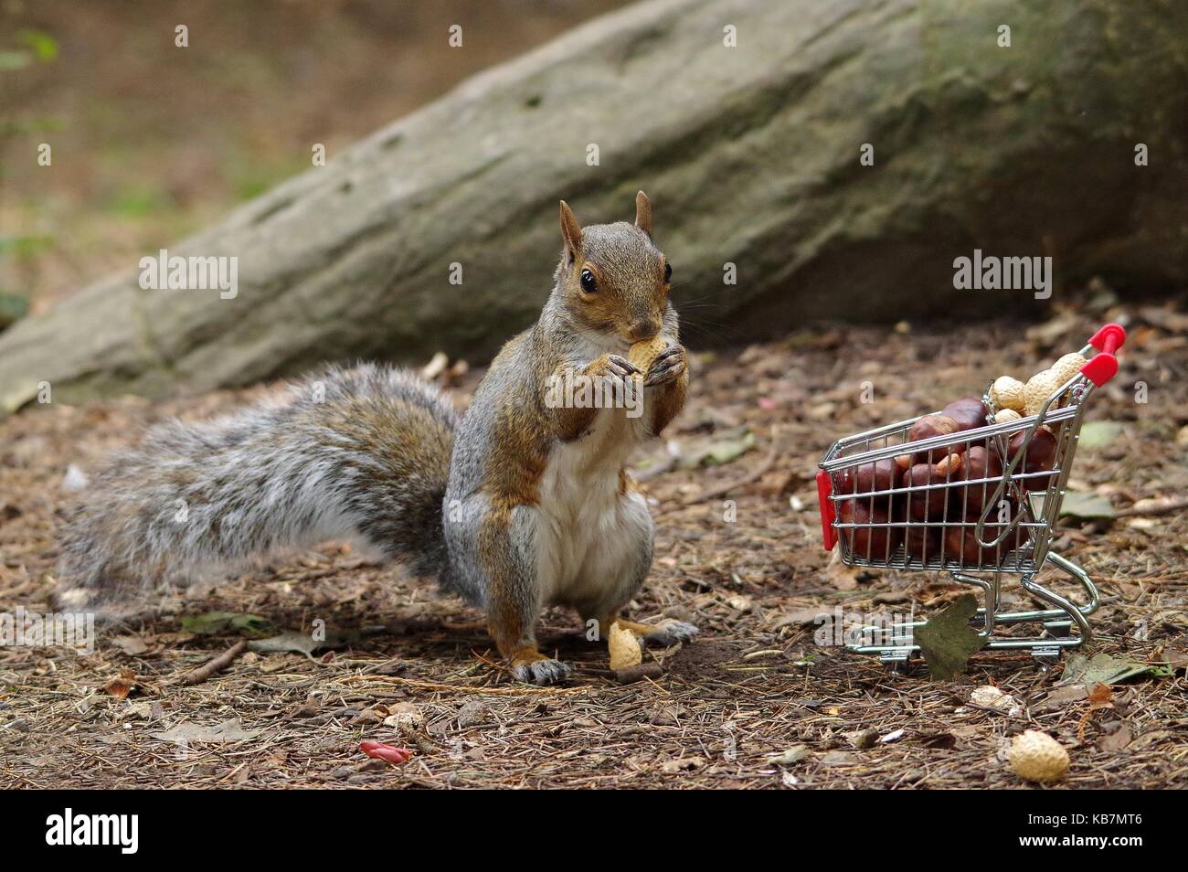 'Numéro quatre de cajou s'il vous plaît ! Écureuil gris avec panier panier plein de noix automne automne image. Banque D'Images