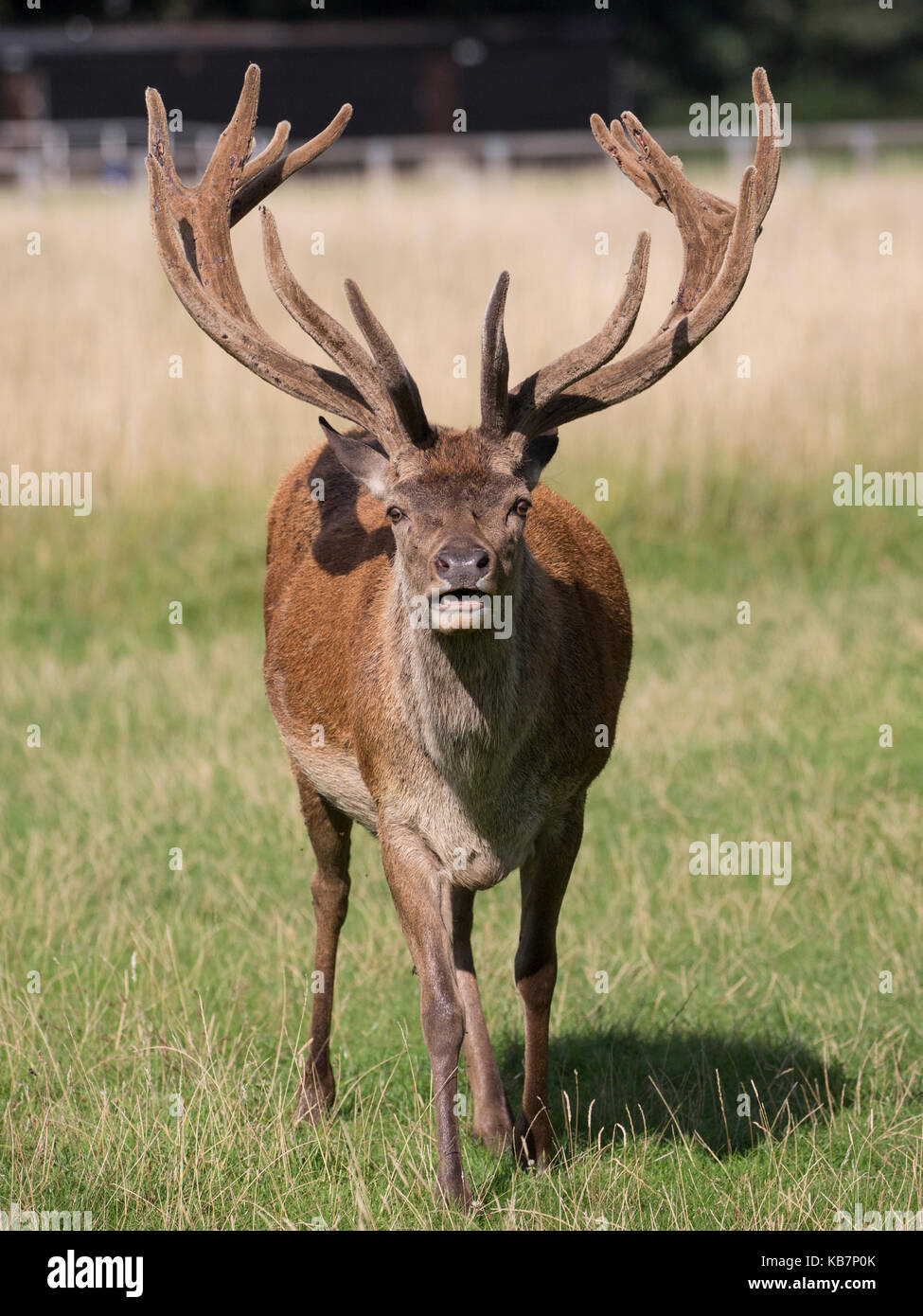 Une grande colère à Red Deer stag avec un bel ensemble de bois à directement à l'appareil photo. Bushy Park, Richmond, Royaume-Uni Banque D'Images