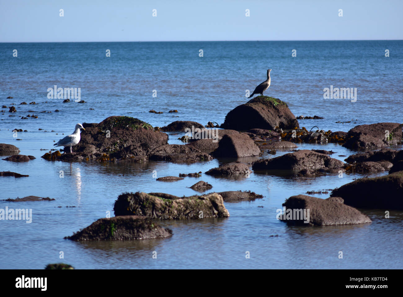 Les oiseaux de mer sur l'appui de nombreux rochers dans la baie. Banque D'Images