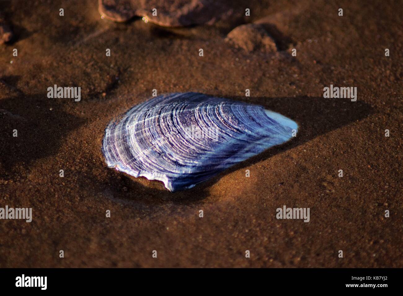 Mauve et blanc zébrée shell sur une plage de sable rouge Banque D'Images