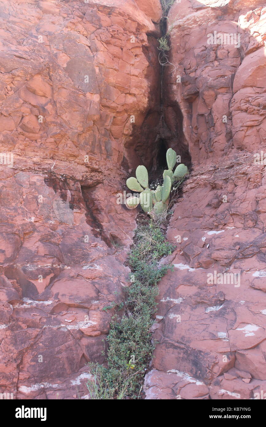 Cactus dans rock Banque D'Images