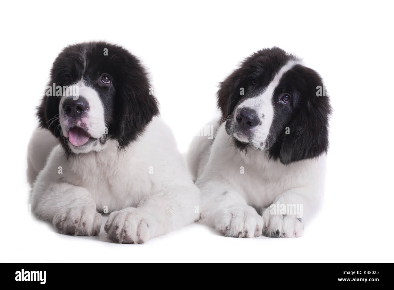 Chiot Chien landseer Banque D'Images