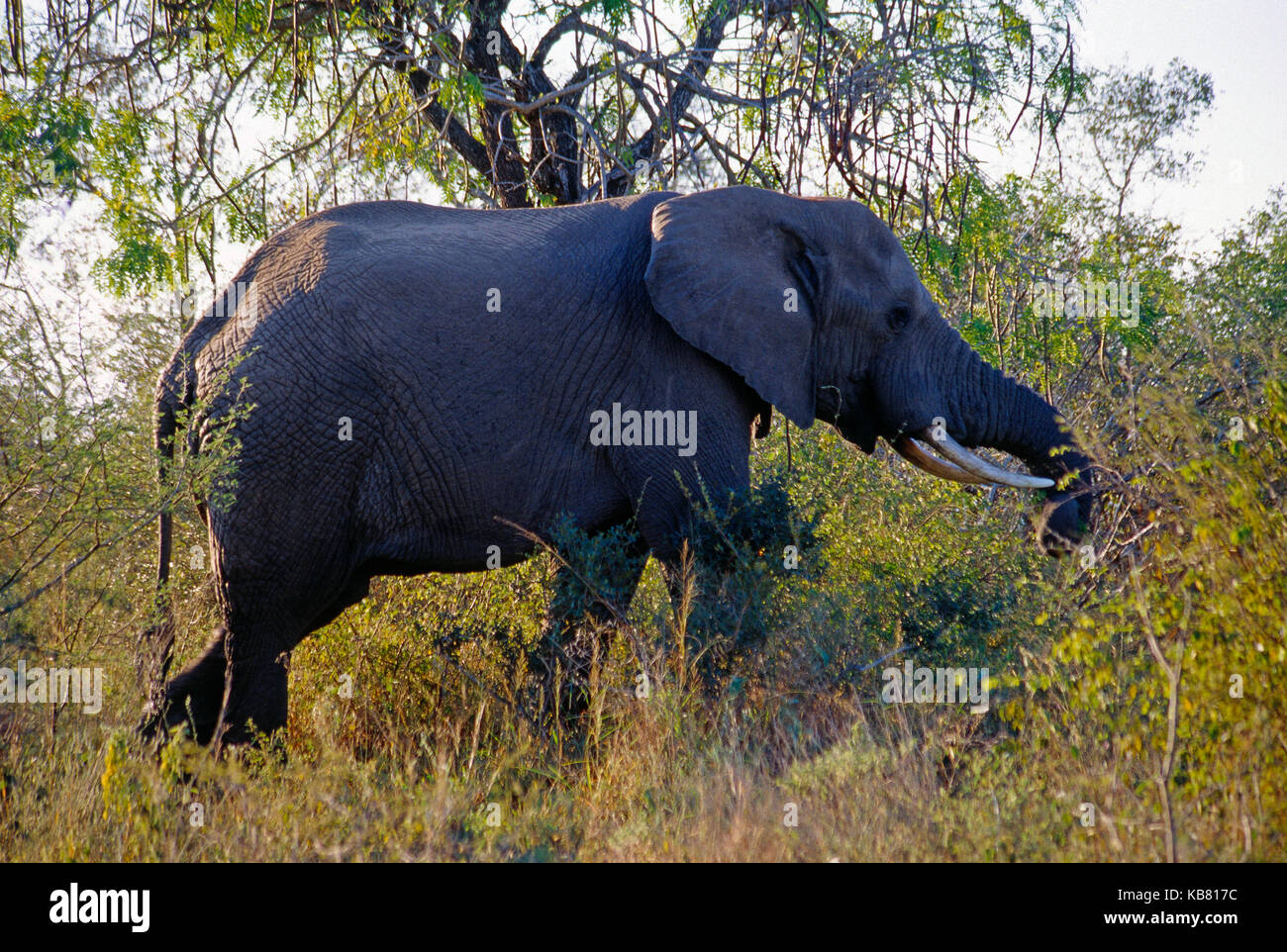 L'Afrique du Sud. Le Parc National de Kruger. La faune. Éléphant. Banque D'Images