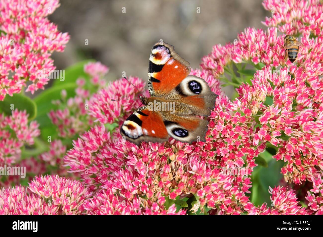 Peacock butterfly sitting on a bright Red Bush de sedum fleurs. Banque D'Images