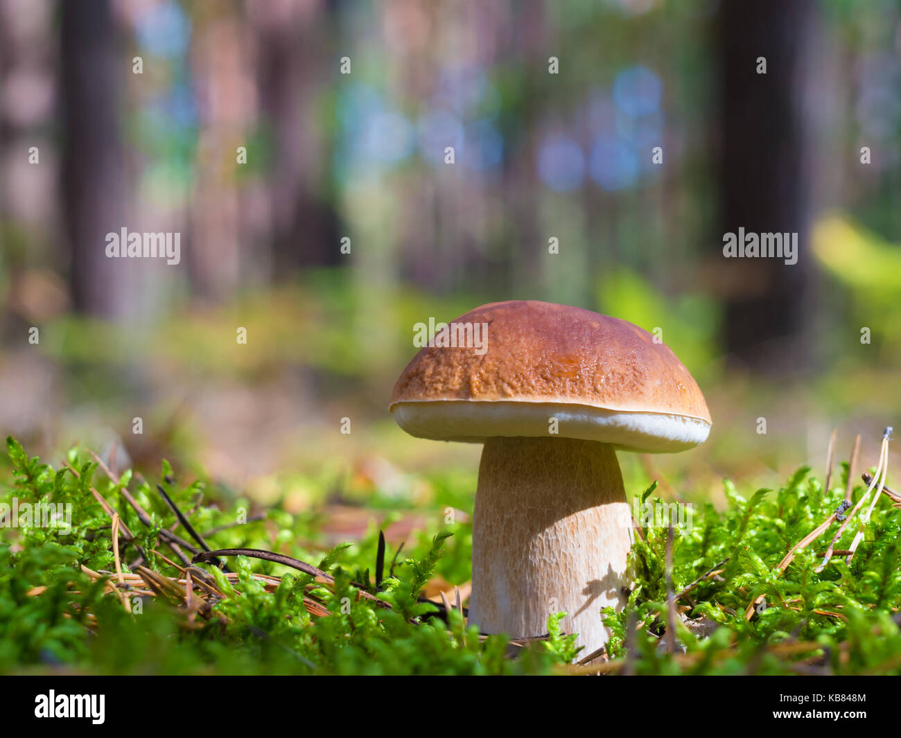 Dans moss de champignons en forêt d'automne Banque D'Images