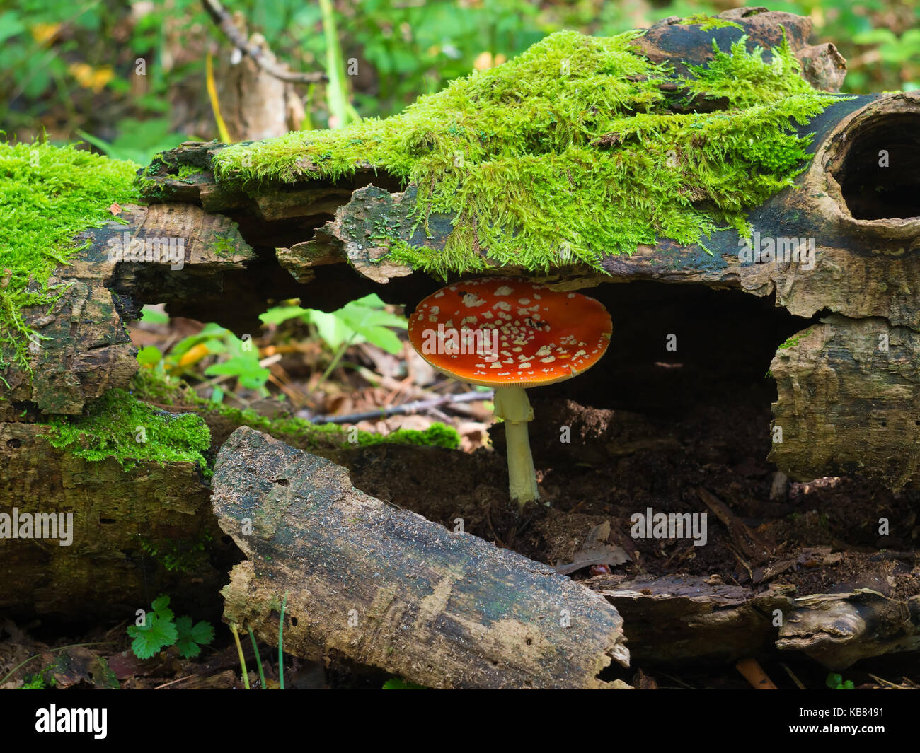 Dans la forêt d'automne champignons parmi les souches et moss Banque D'Images