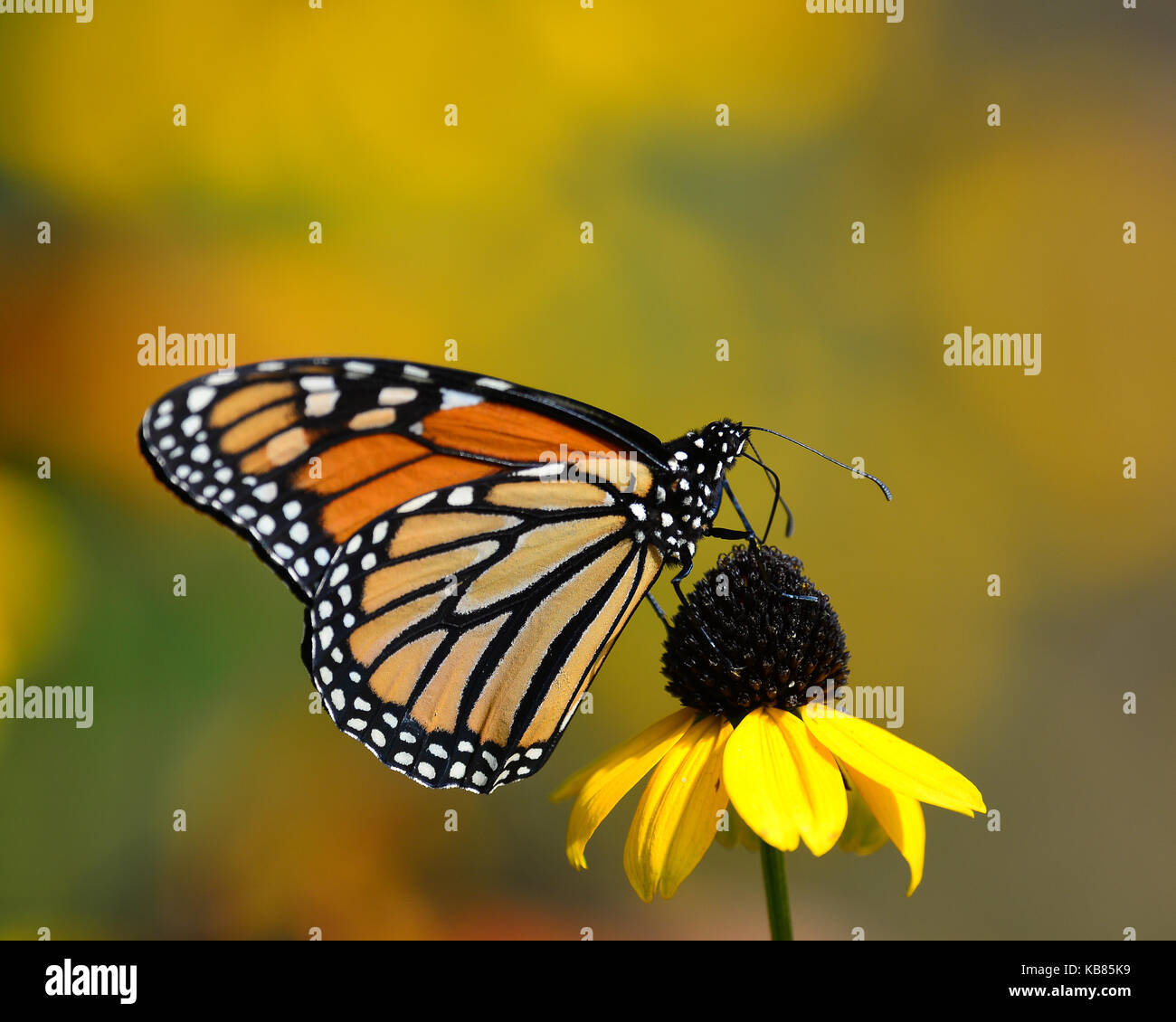 Le monarque (Danaus plexippus) se nourrissant de cône jaune fleur dans le jardin. Banque D'Images