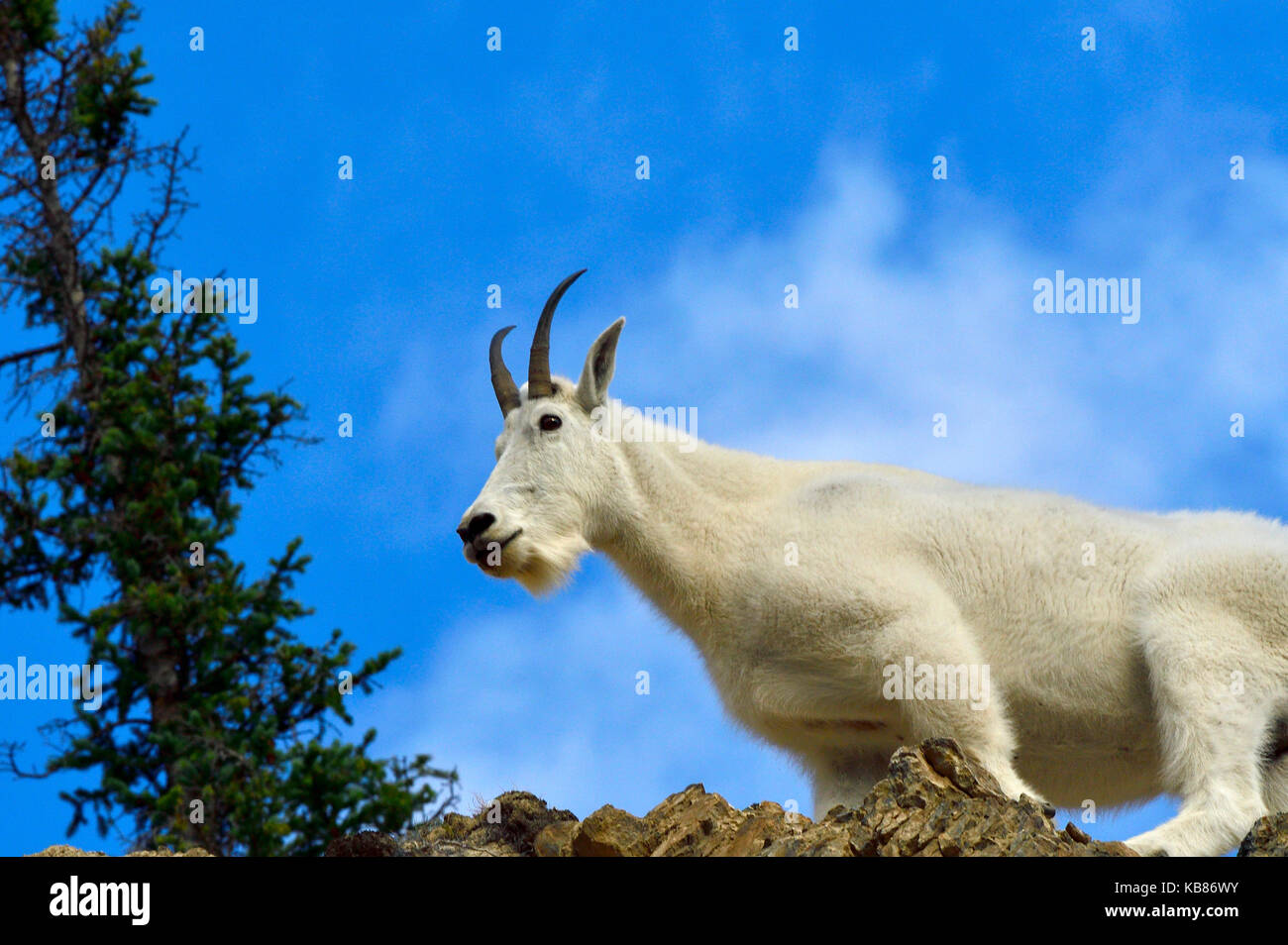 Une femme blanche la chèvre de montagne (Oreamnos americanus) ; sur un éperon rocheux à la recherche de l'avant dans le parc national Jasper, Alberta,Canada Banque D'Images