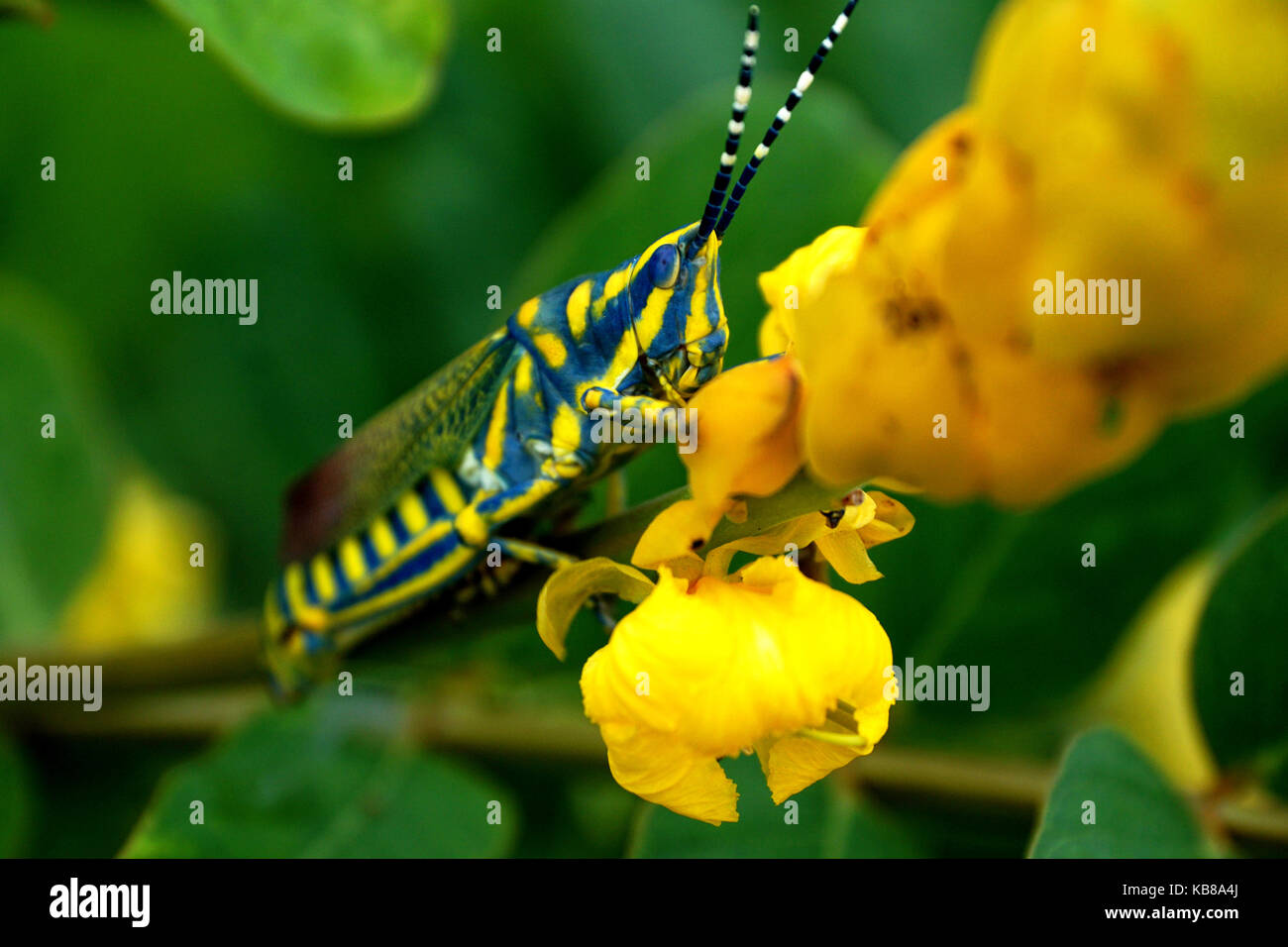 Un gros plan d'une sauterelle assis dans les fleurs jaunes Banque D'Images