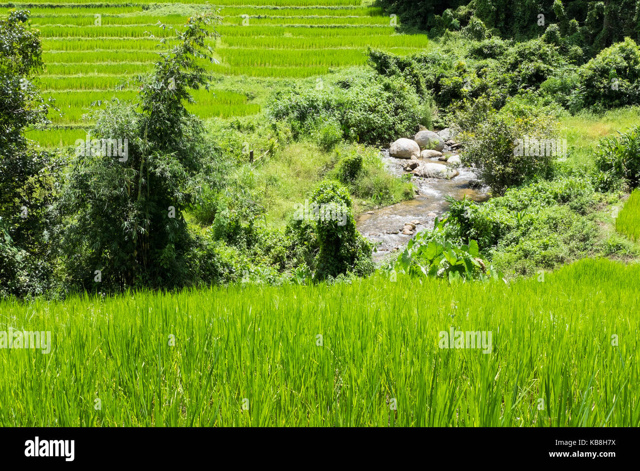 Creek,flux, les rizières en terrasse à flanc de Chiangmai, Thaïlande. paysage naturel de la culture du riz, l'agriculture à la ferme. Banque D'Images