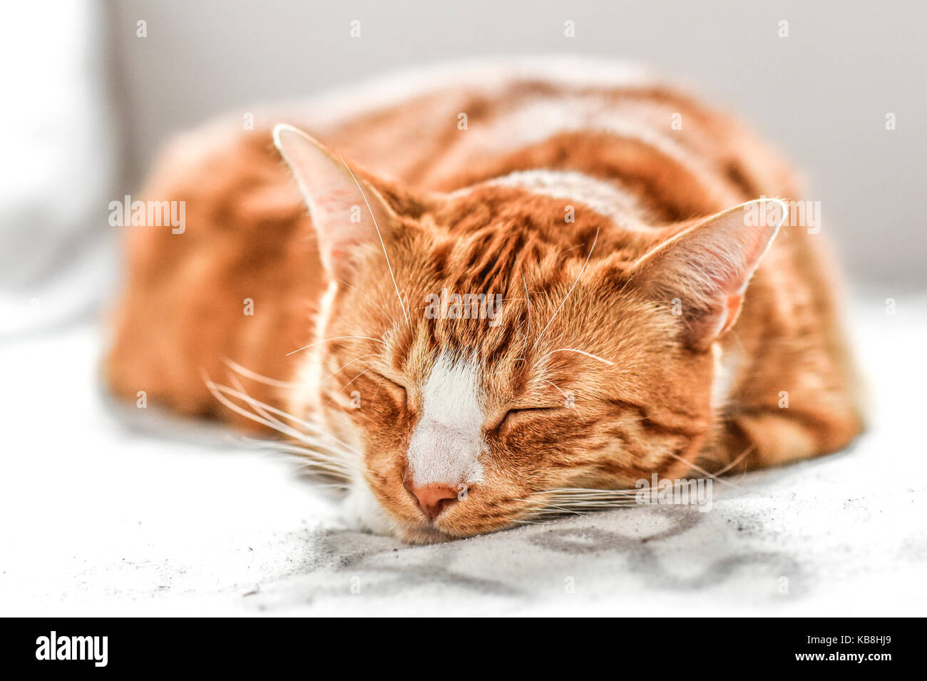 Un jeune chat dormant sur un canapé à la maison, doux et beau. Banque D'Images