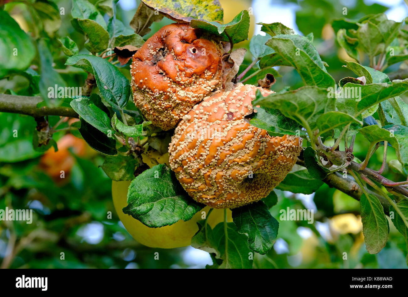 Pourriture des pommes pourries sur l'arbre dans jardin verger, Norfolk, Angleterre Banque D'Images