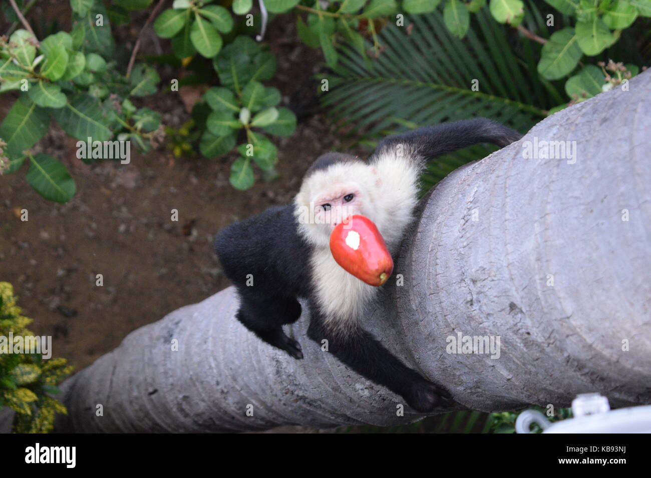 Capucin face blanche avec fruits, Cebus Capucinus, Manuel Antonio NP, Costa Rica, Amérique Centrale Banque D'Images