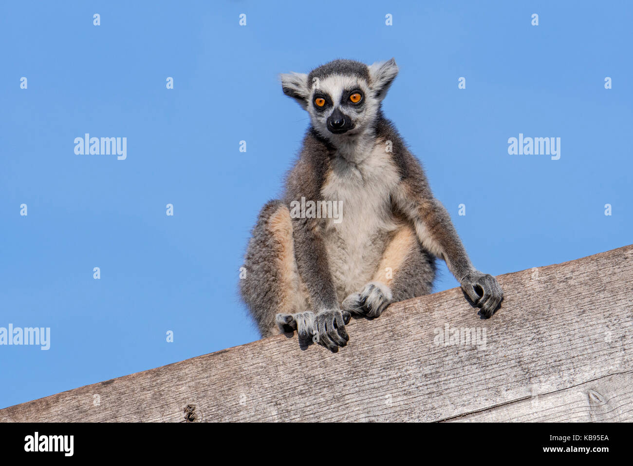 Portrait de ring-tailed lemur (Lemur catta) assis sur le bâtiment en bois, originaires de Madagascar Banque D'Images