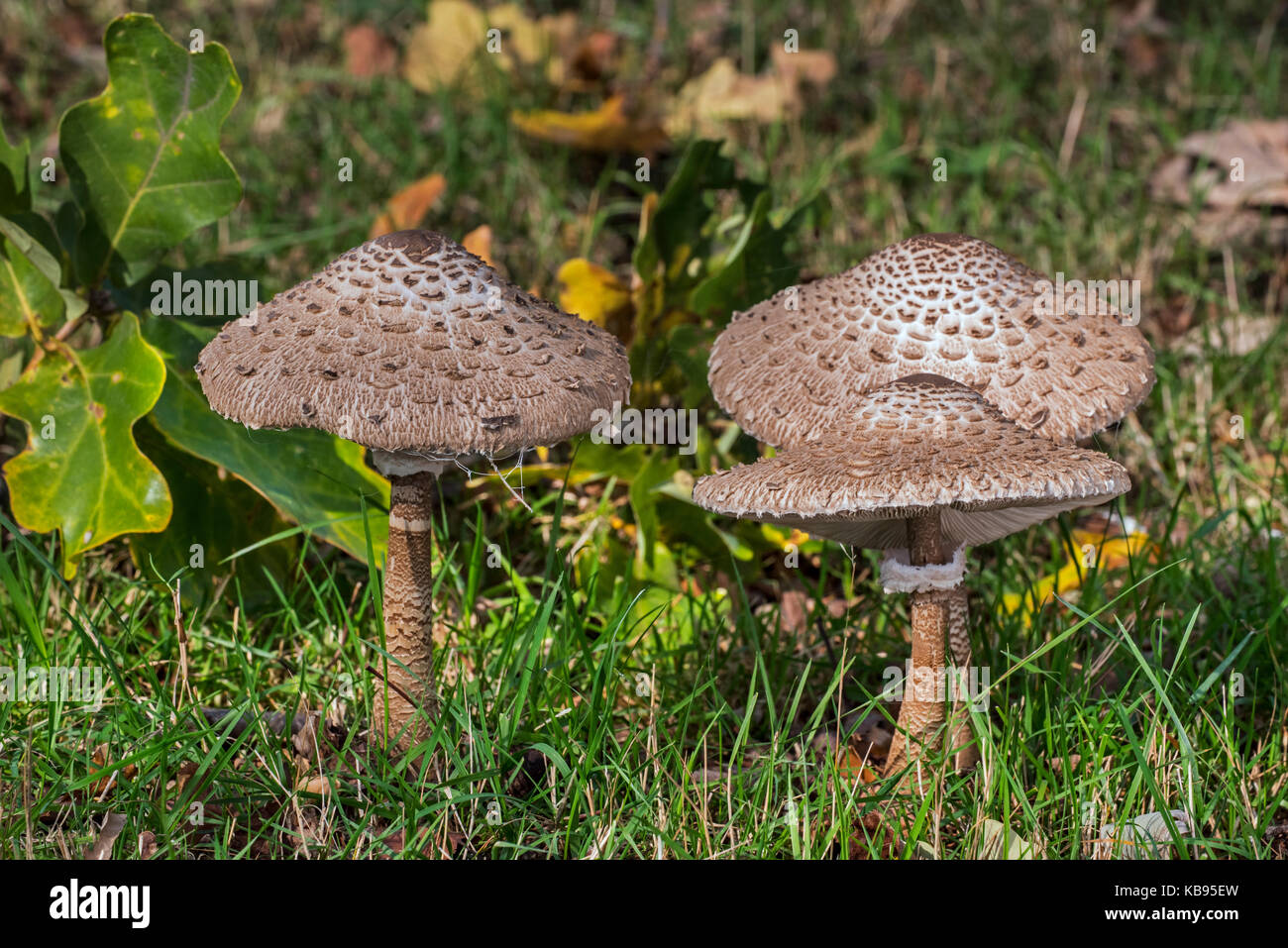 Parasol de champignons (macrolepiota procera / lepiota procera) dans les prairies à l'automne Banque D'Images