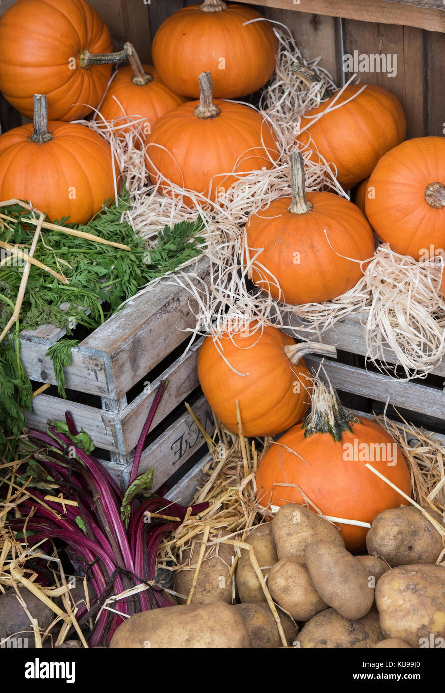 La citrouille et la pomme de terre l'affichage à Daylesford Organic farm shop festival d'automne. Daylesford, Cotswolds, Gloucestershire, Angleterre Banque D'Images