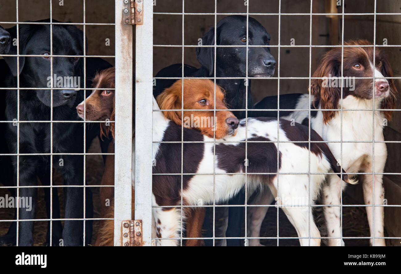 Les chiens des armes à feu / chiens de travail dans une cage au spectacle Flintham, Nottinghamshire, Angleterre Banque D'Images