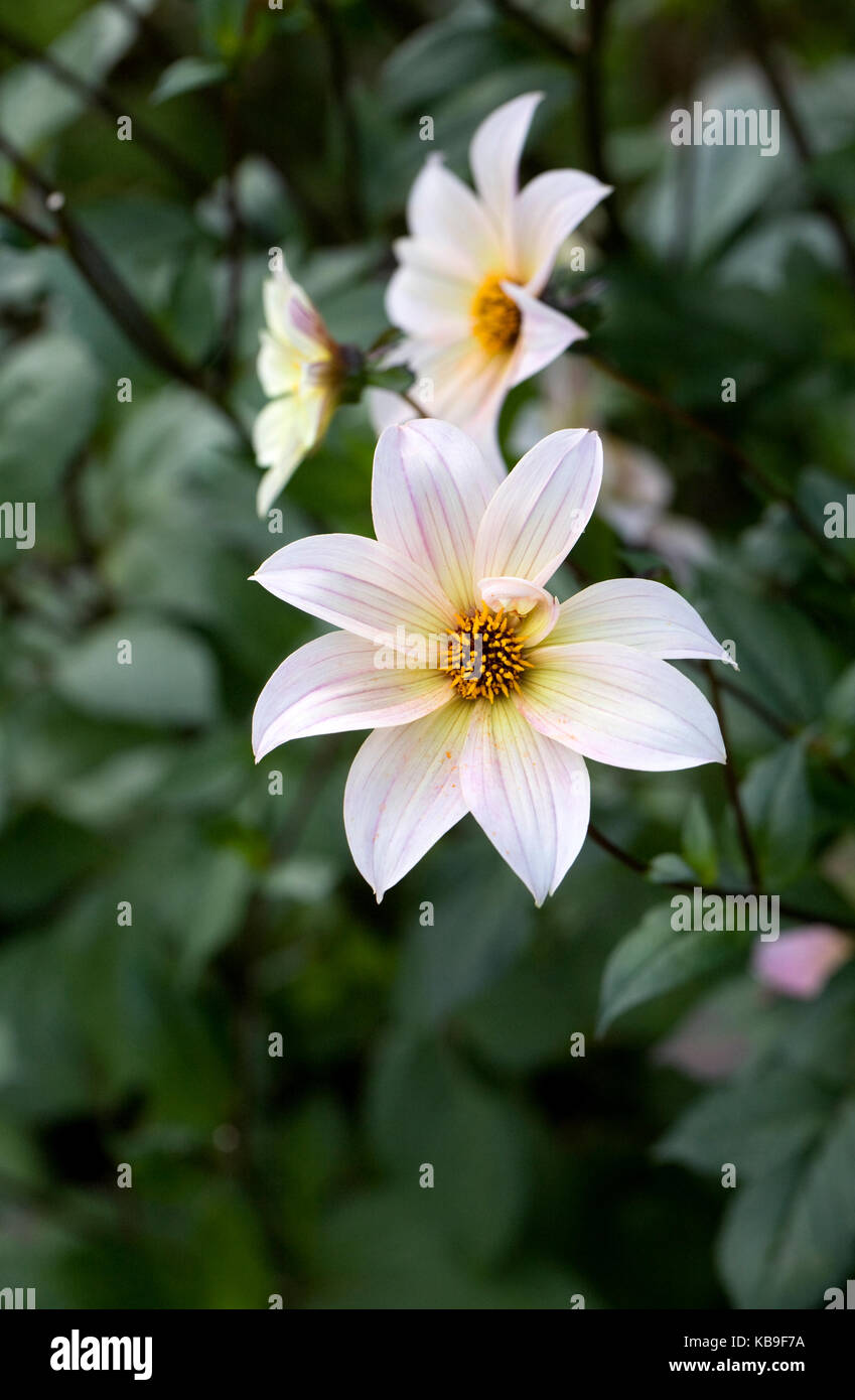 Dahlia 'etheral' fleurs. Banque D'Images
