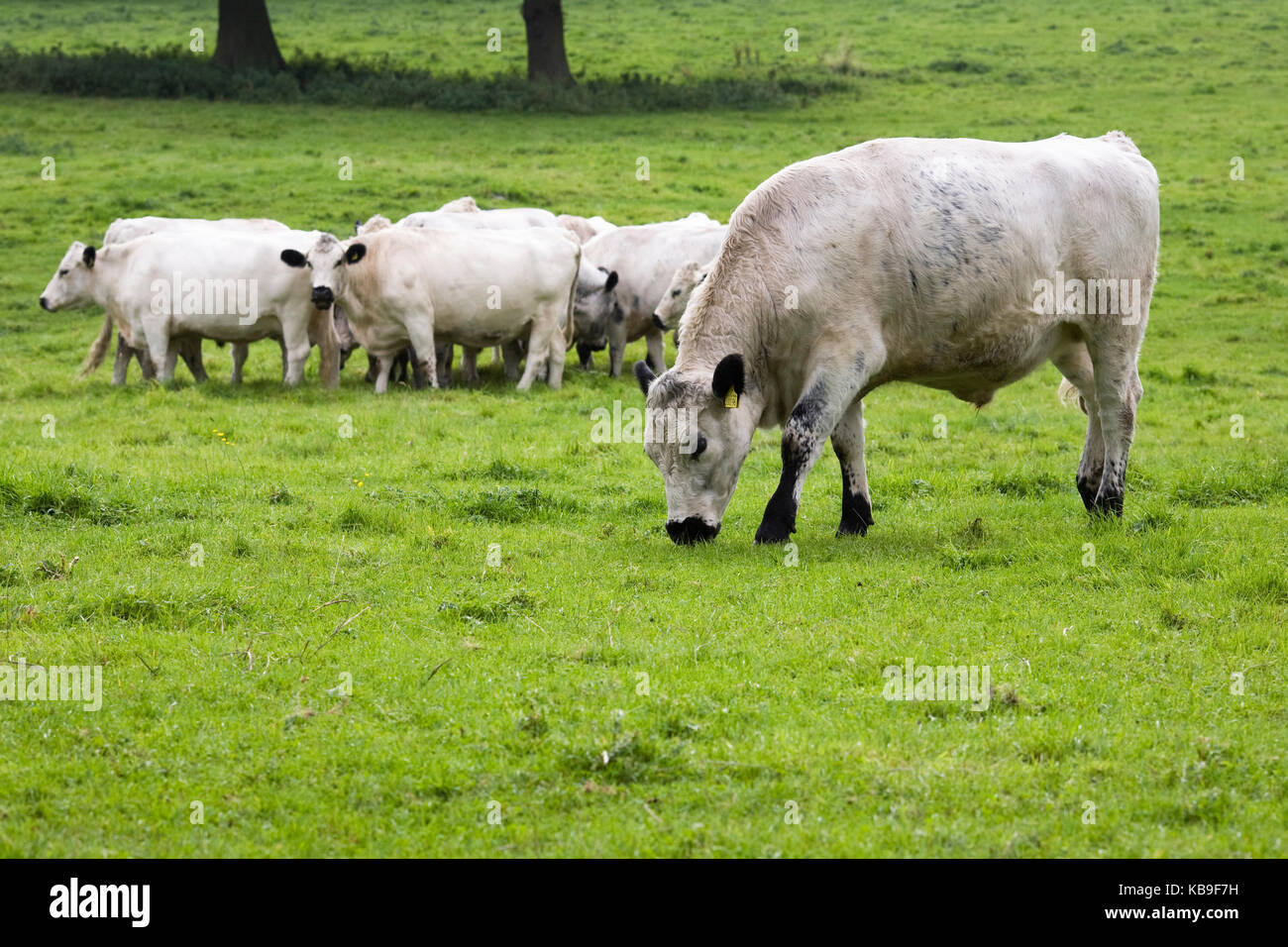Bos taurus. Livre blanc britannique du bétail dans la campagne anglaise. Banque D'Images