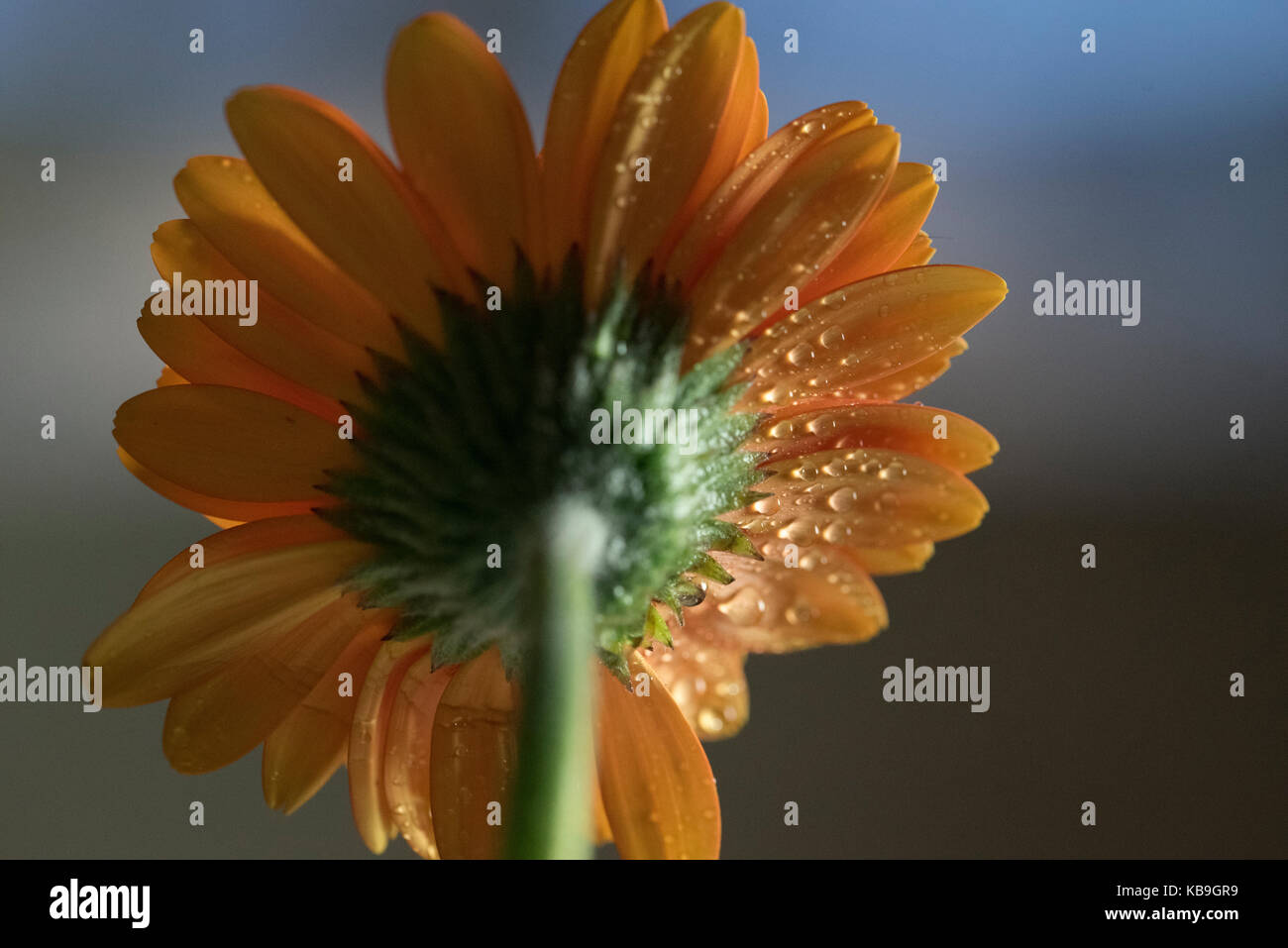 Gerbera orange avec des gouttes de pluie Banque D'Images