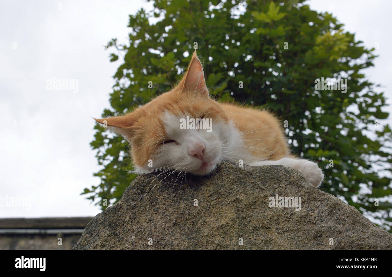 Tomcat gingembre endormi sur mur Banque D'Images