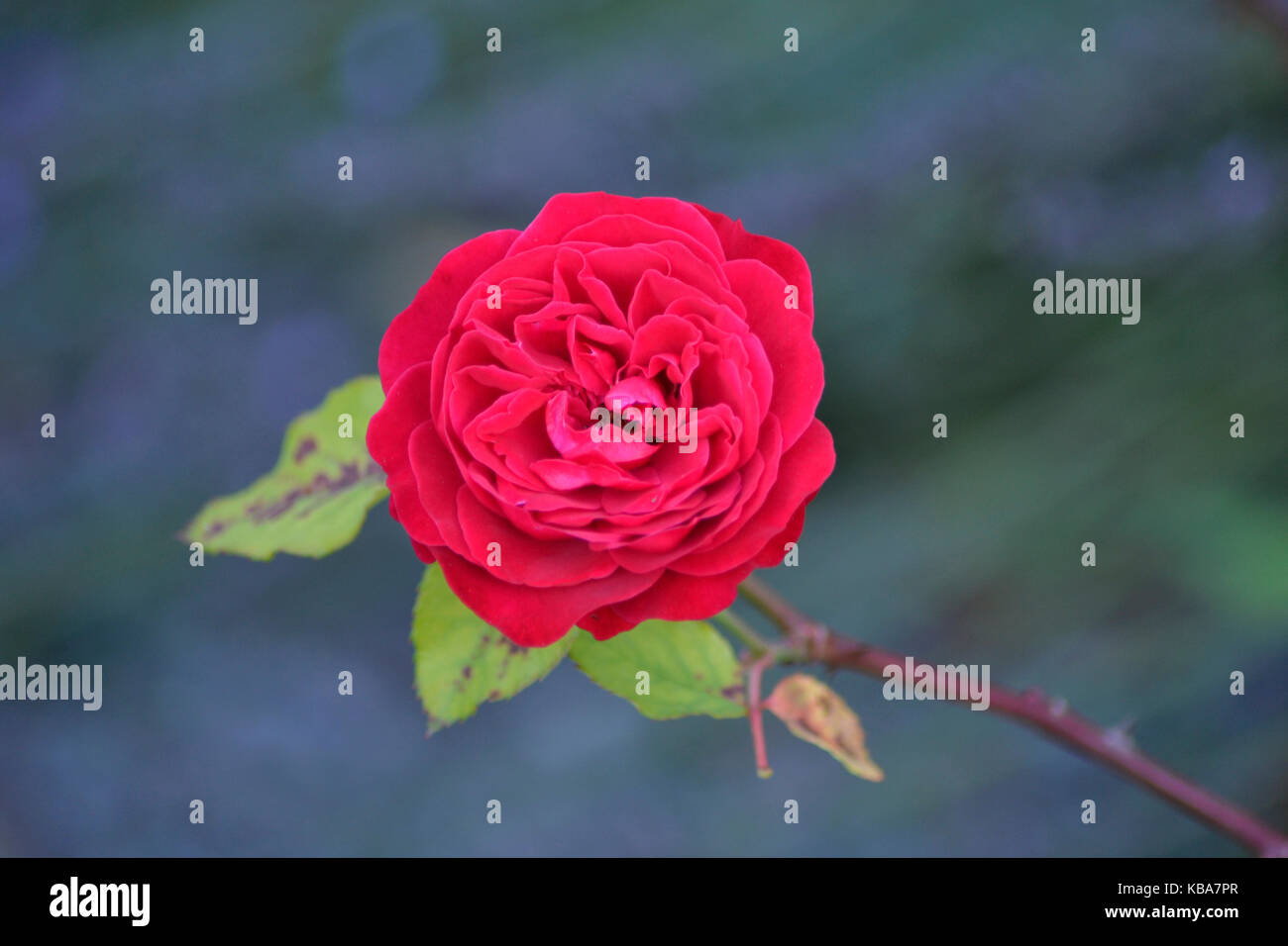 Photo d'une rose dans un jardin public avec une forme parfaite Banque D'Images